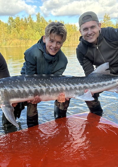 Tre drenge har fanget en stor stør